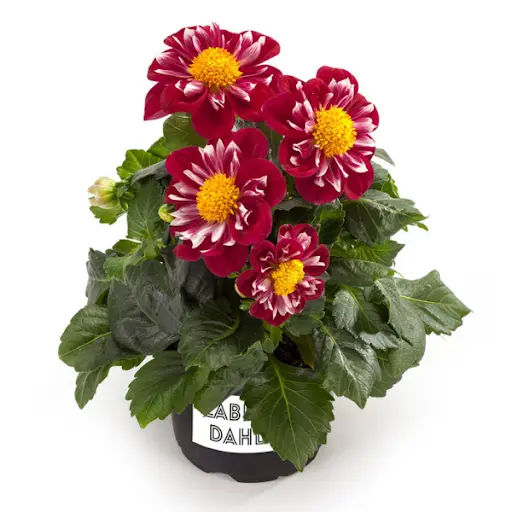 Dahlia Labella® 'Medio Fun Rose Fun'