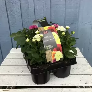 Dahlia Labella® 'Piccolo' Premium Six Pack