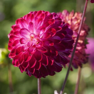 Dahlia 'Little Robert'