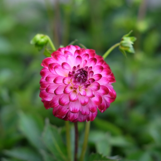 Dahlia 'Little Robert'