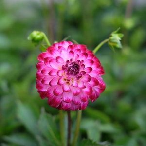 Dahlia 'Little Robert'