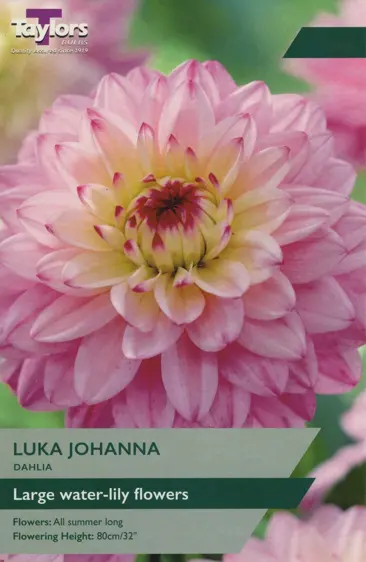 Dahlia Lucca Johanna