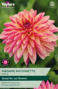 Dahlia Madame Antoinette
