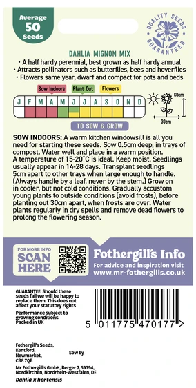 Dahlia Mignon Mixed - image 2