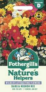 Dahlia Mignon Mixed - image 1