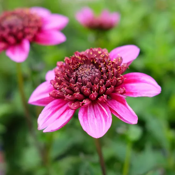 Dahlia 'Missis Abigail'