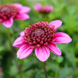 Dahlia 'Missis Abigail'