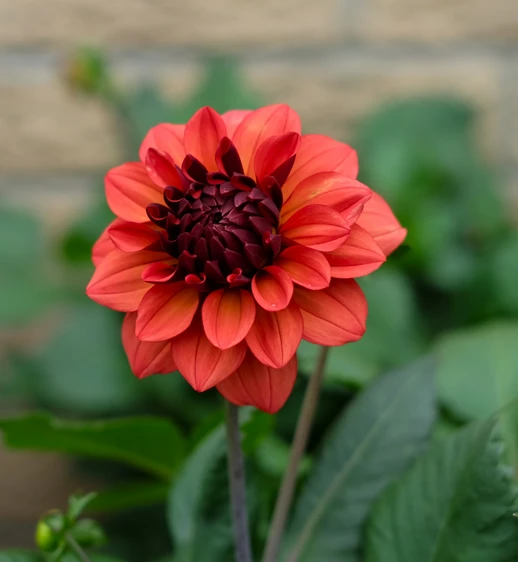Dahlia 'Missis Miley'