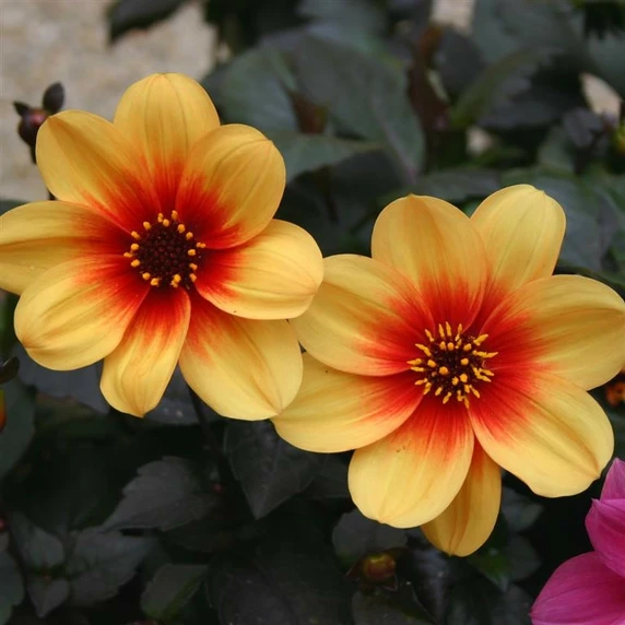 Picture - Kernock Park Plants