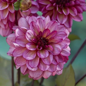 Picture - Ball Horticultural