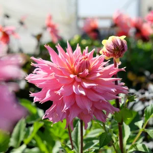 Dahlia 'Omega'