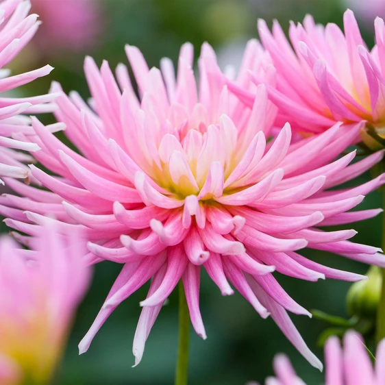 Dahlia 'Park Princess'