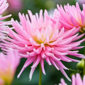 Dahlia 'Park Princess'