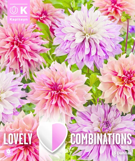 Dahlia Pastel Paint Mix
