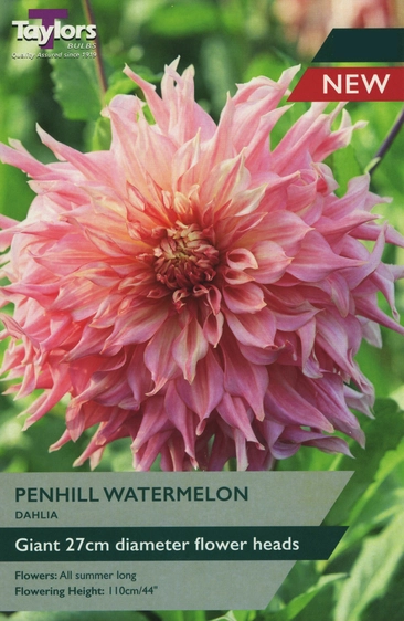 Dahlia Penhill Watermelon