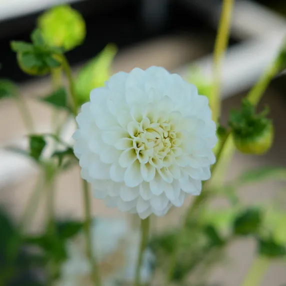 Dahlia 'Petra's Wedding'