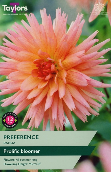 Dahlia Preference