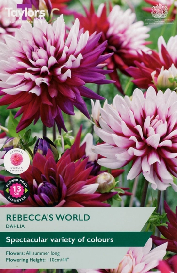 Dahlia Rebecca's World