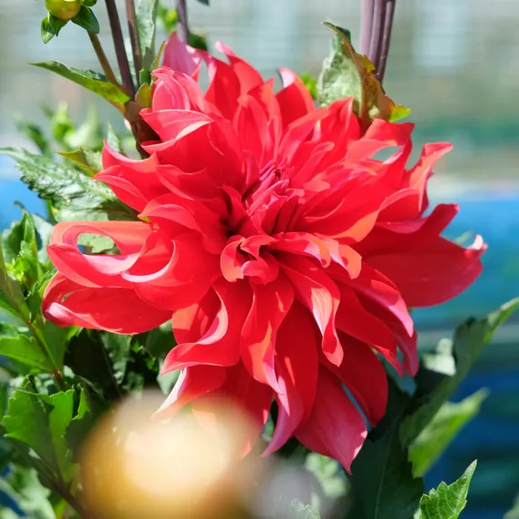 Dahlia 'Red Labyrinth' - image 1
