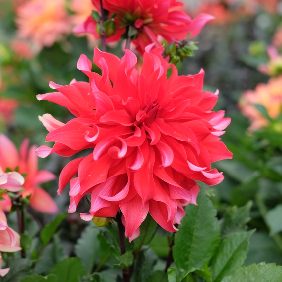 Dahlia 'Red Labyrinth' - image 2