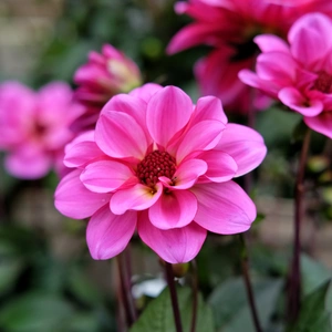 Dahlia 'Revelation Pink'