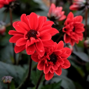 Dahlia 'Revelation Red'