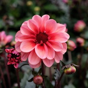 Dahlia 'Revelation Salmon Bicolor'