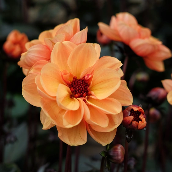 Dahlia 'Revelation Soft Orange'