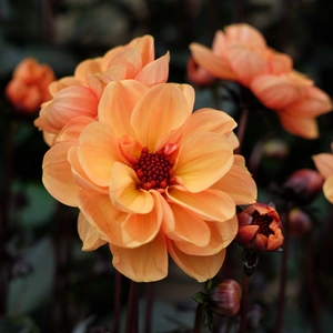 Dahlia 'Revelation Soft Orange'