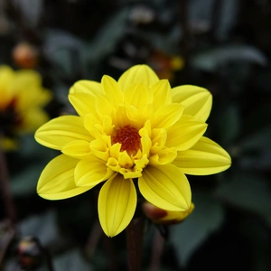 Dahlia 'Revelation Yellow'