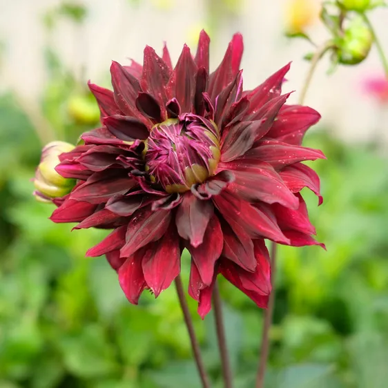Dahlia 'Rip City'
