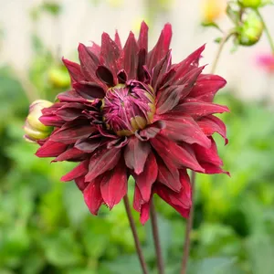 Dahlia 'Rip City'