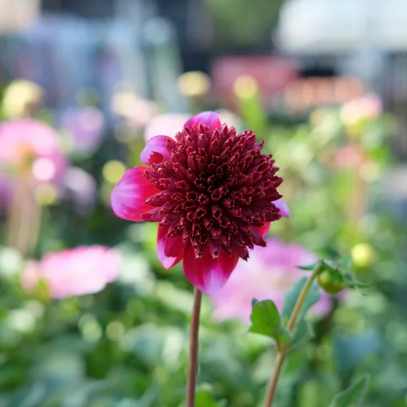 Dahlia 'Rockstar'