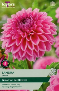Dahlia Sandra