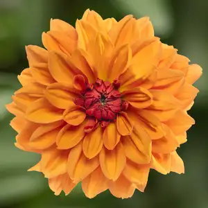Picture - Syngenta Flowers