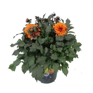 Dahlia x hybrida 'Sincerity Bronze Orange'