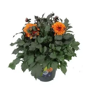 Dahlia 'Sincerity Bronze Orange'