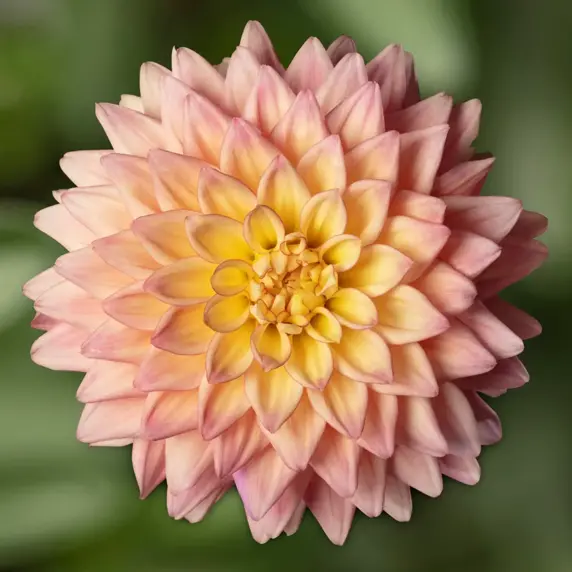 Picture - Syngenta Flowers