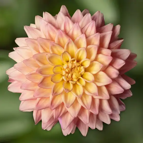 Dahlia x hybrida 'Sincerity Peach'