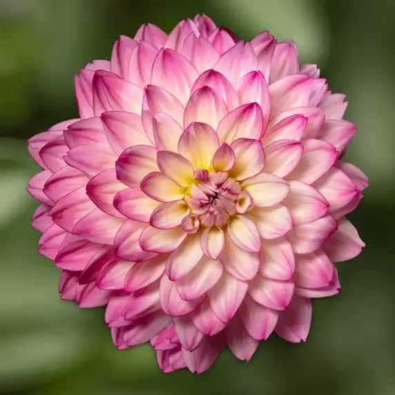 Picture - Syngenta Flowers