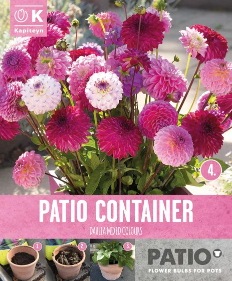 Dahlia Sorbet Shades