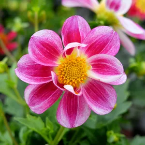 Dahlia 'Summer Bees Purple Bicolor' 1L