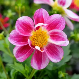Dahlia 'Summer Bees Purple Bicolour'