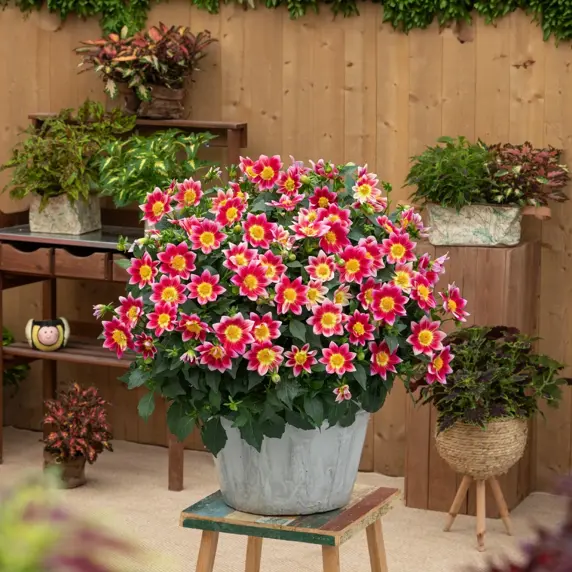 Dahlia 'Summer Bees Red Bicolour'