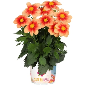 Dahlia 'Summer Bees Salmon Bicolor'