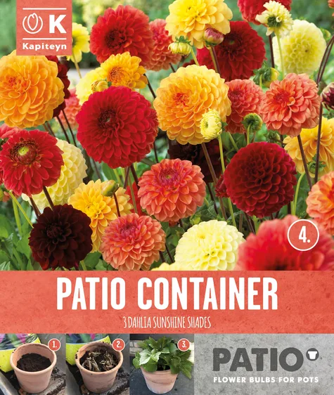 Dahlia Sunshine Shades