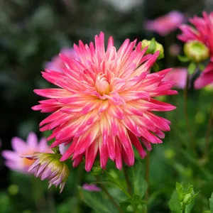Dahlia 'Tahiti Sunrise'