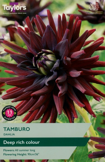 Dahlia Tamburo