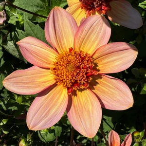 Dahlia 'Totally Tangerine' - image 2