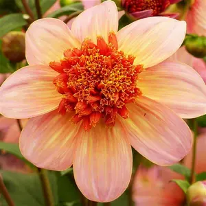 Picture - Ball Horticultural
